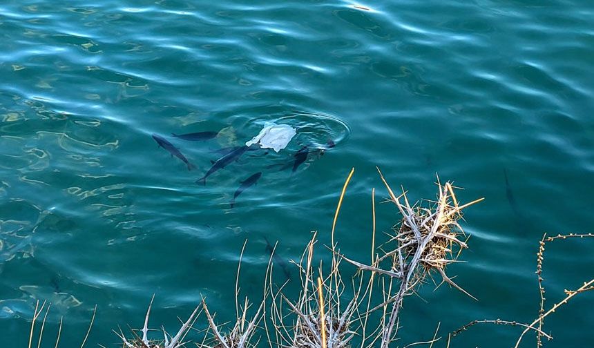 Erzincan Baraj Gölü’nde Üzen Görüntü: Balıklar Plastik Atıkları Yiyor