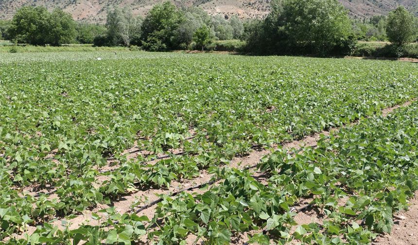 Erzincan'ın Tescilli Kuru Fasulyesi Işıl-24'ün Üretimi Yaygınlaşıyor