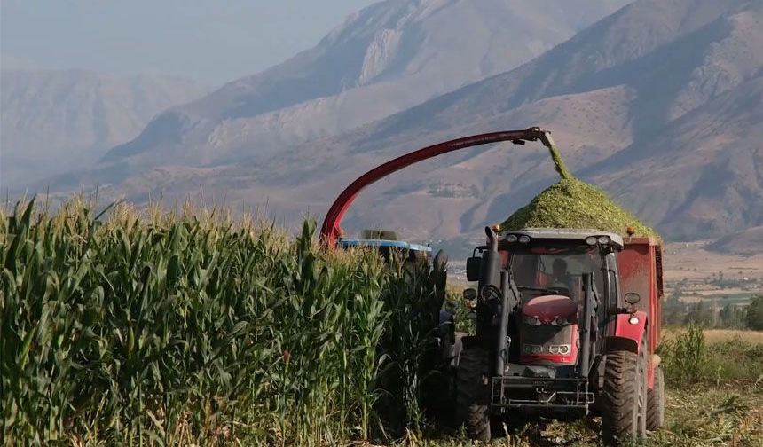 Erzincan Belediyesi Silajlık Mısır Hasadını Sürdürüyor