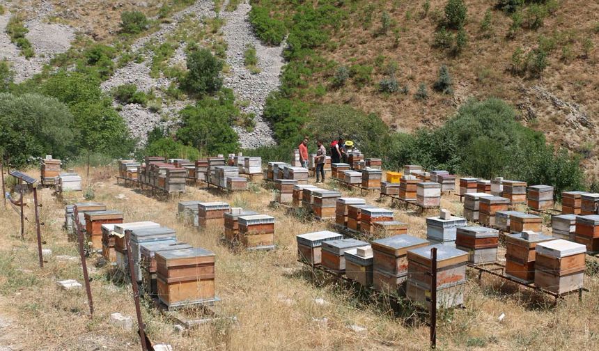 Erzincan’da Arıcılık Destekleme Takvimi Güncellendi