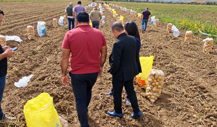 Tercan’da Kışlık Patates Hasadı Başladı